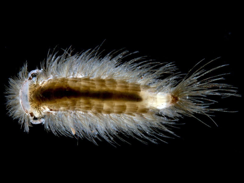A minute polyxenid or bristle millipede (Synxenidae sp.)