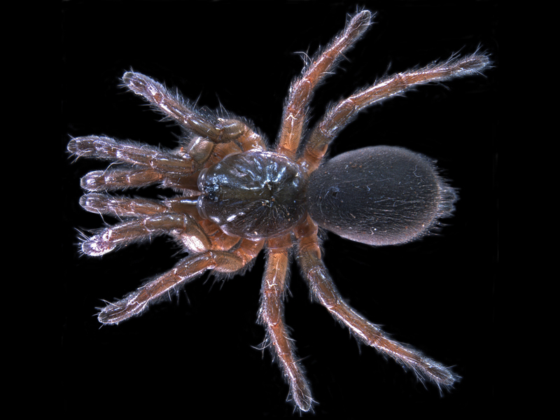 Aurecocrypta sp.