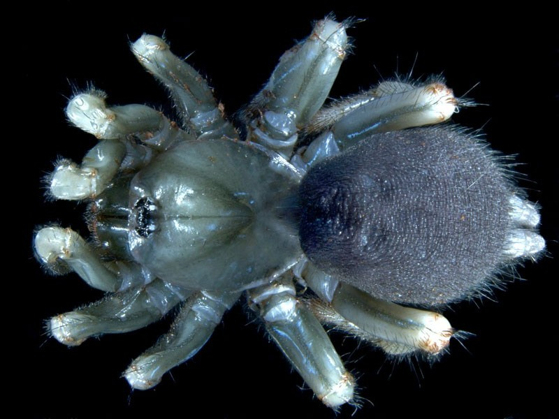Conothele sp. is green