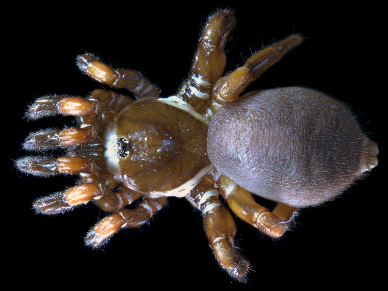 Conothele sp.