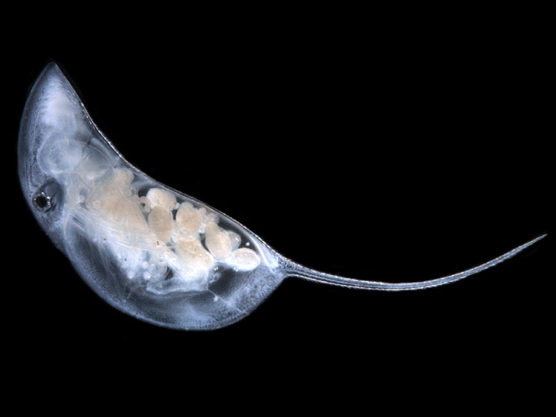 Water flea Daphnia projecta