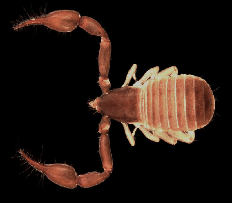 Euryolpium sp. A terrestrial pseudoscorpion found north of Newman