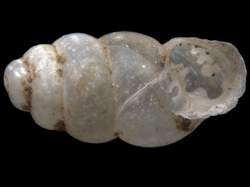Gastrocopta hedleyi A minute air-breathing snail
