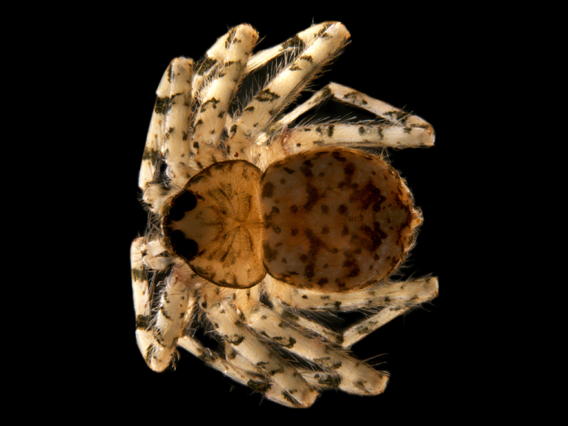 Karaops sp. A wall-crab spider in the family Selenopidae