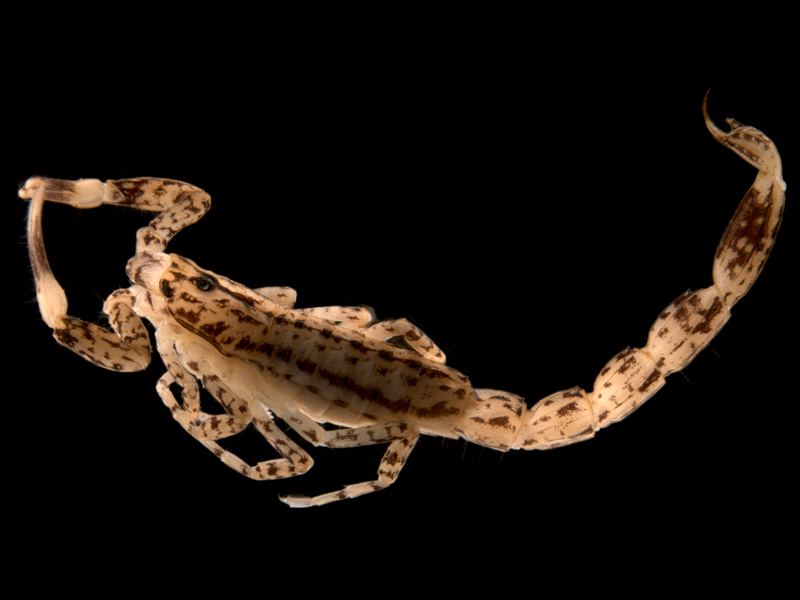 Lychas bituberculatus