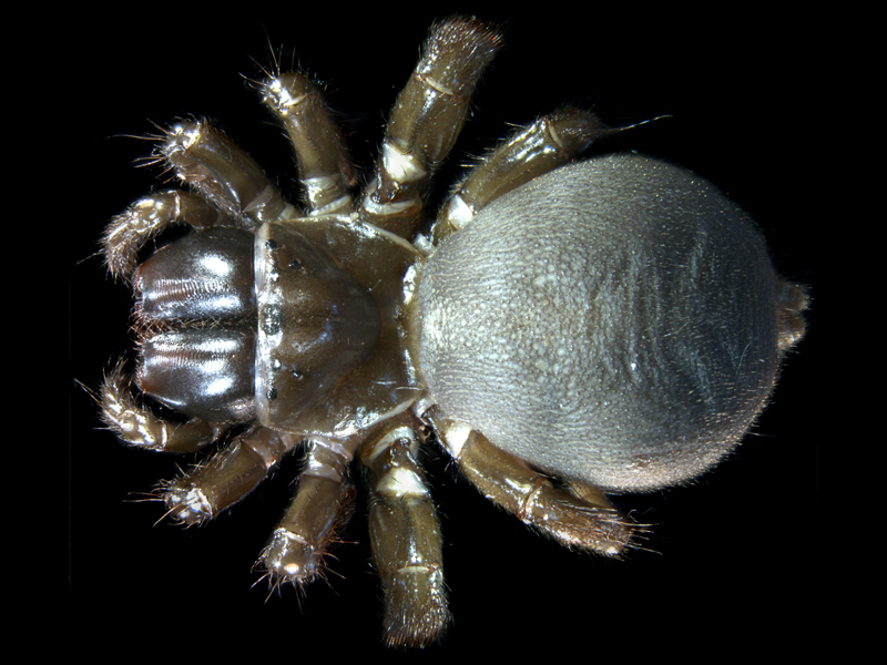 Missulena sp.