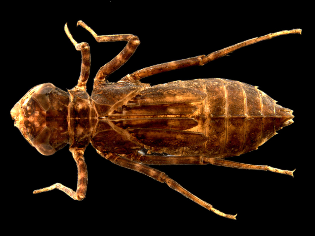 Nannophlebia injibandi – A dragonfly larvae