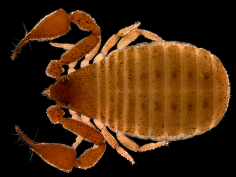Underneath a rock rocks the pseudoscorpion Geogarypus sp.