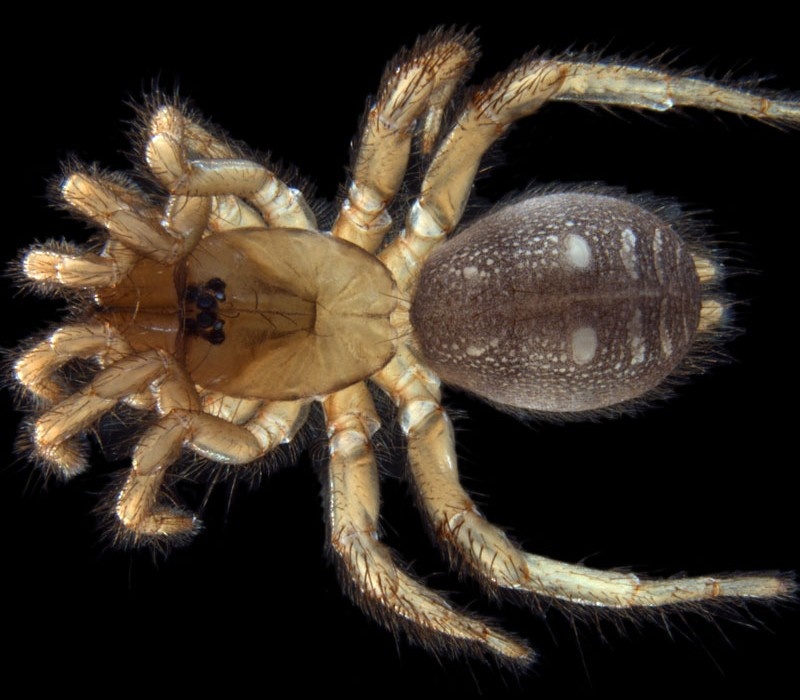 Aganippe 'MYG126'