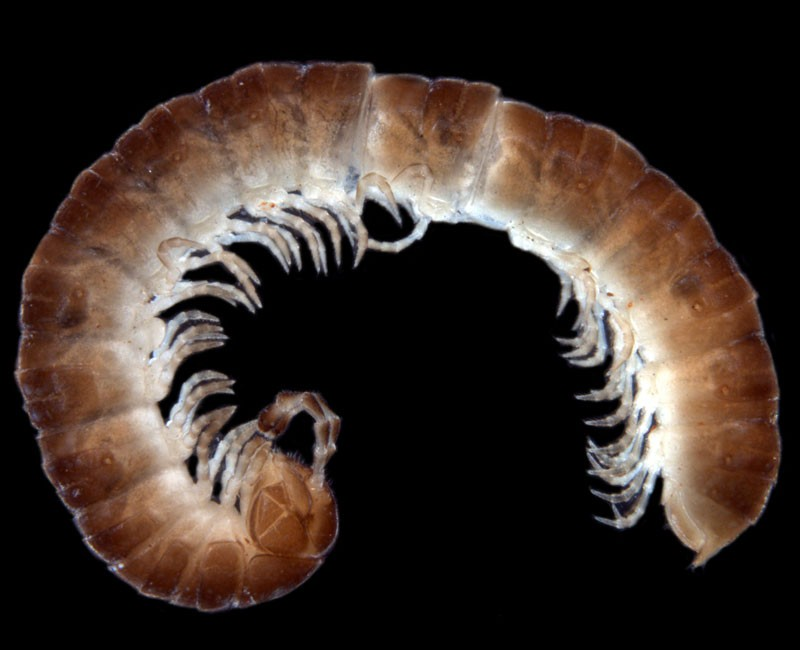 Antichiropus 'Mt Gibson 1'