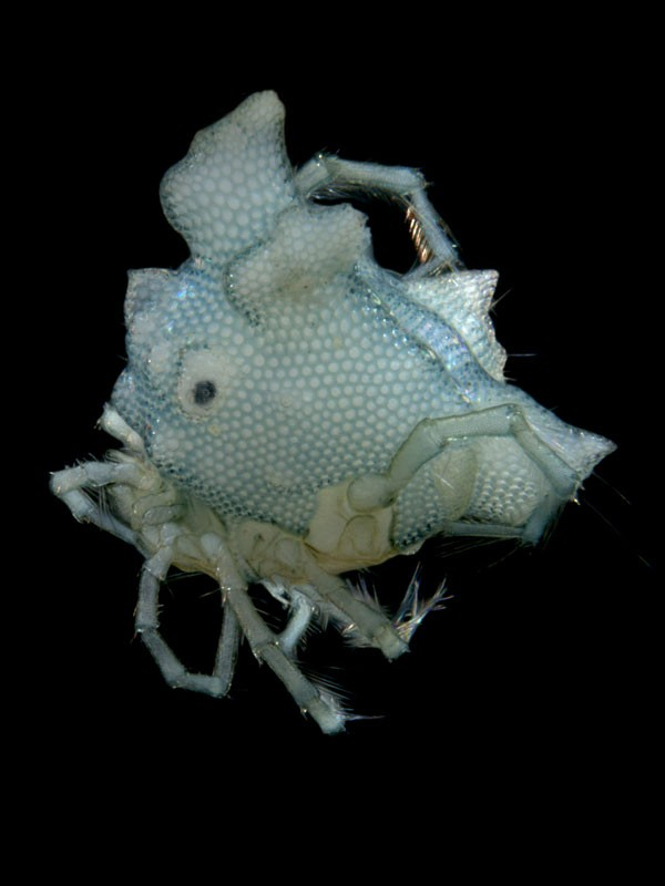 A water mite unique to Pilbara wetlands Arrenurus nr roobecki
