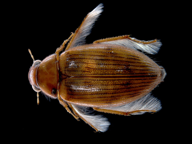 A common water beetle Berosus macumbensis