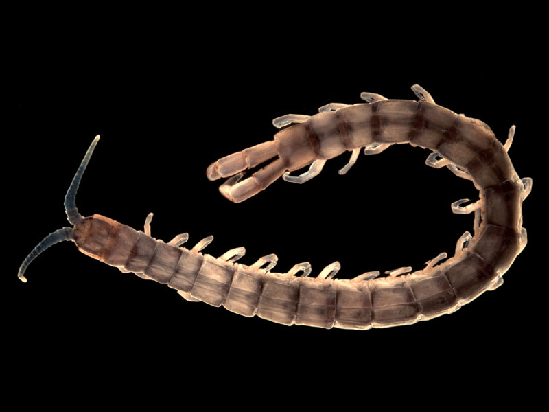 Cormocephalus sp.