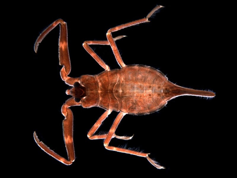 The water scorpion Laccotrepes tristis – a large, aquatic bug