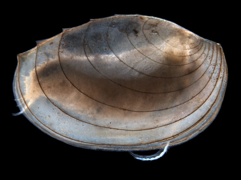 A clam shrimp Limnodopsis nr occidentalis