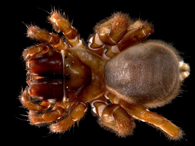 Missulena 'MYG252-DNA' Some species from this Genus have been found to produce copious amounts of highly toxic venom, which could be a dangerous as the related Sydney Funnel-web