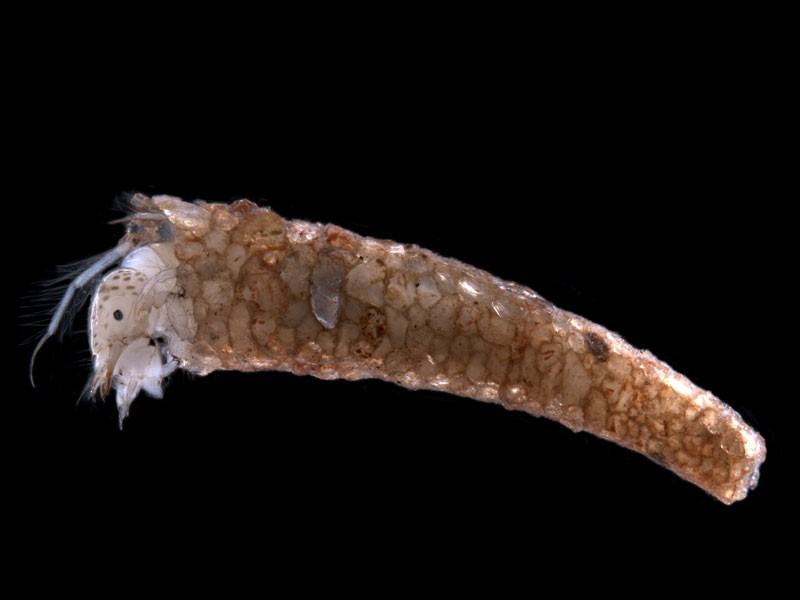 Caddis fly larvae living in a sand grain case Oecetis sp.