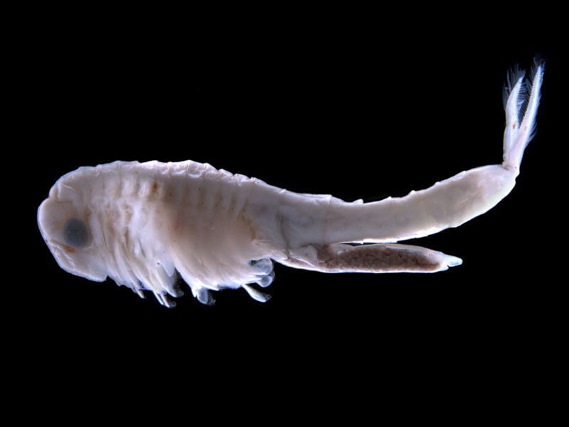 A fairy shrimp (Strepocephalus sp.)