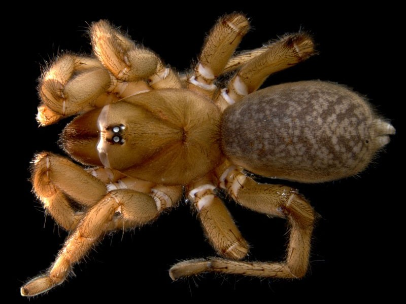 Synothele 'MYG127'