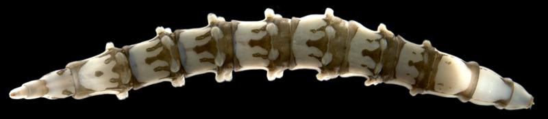 Tabanidae sp. A Horse-fly larvae