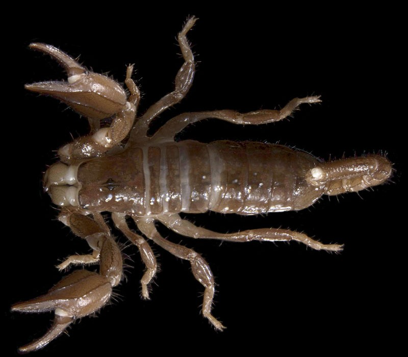 Urodacus sp. A burrowing scorpion