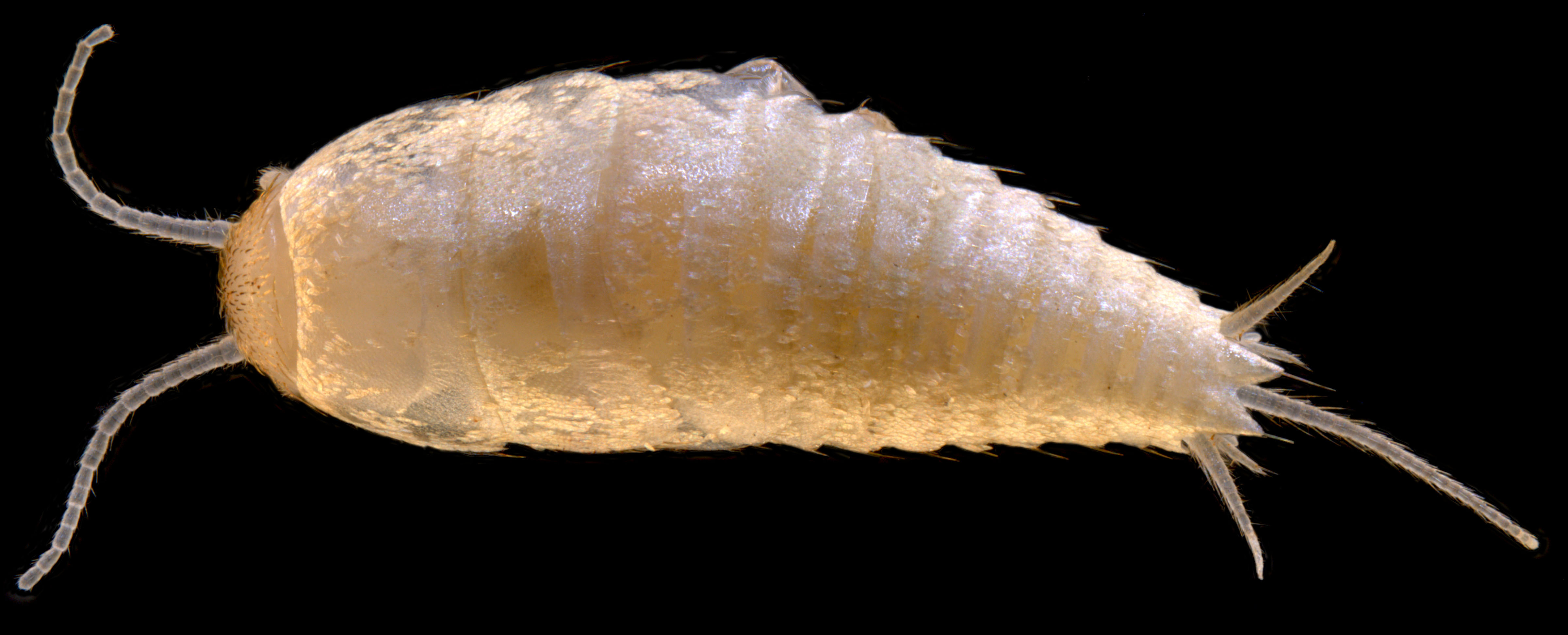 Atelurinae sp. B01 – a troglofaunal silverfish from the Pilbara (subterranean)