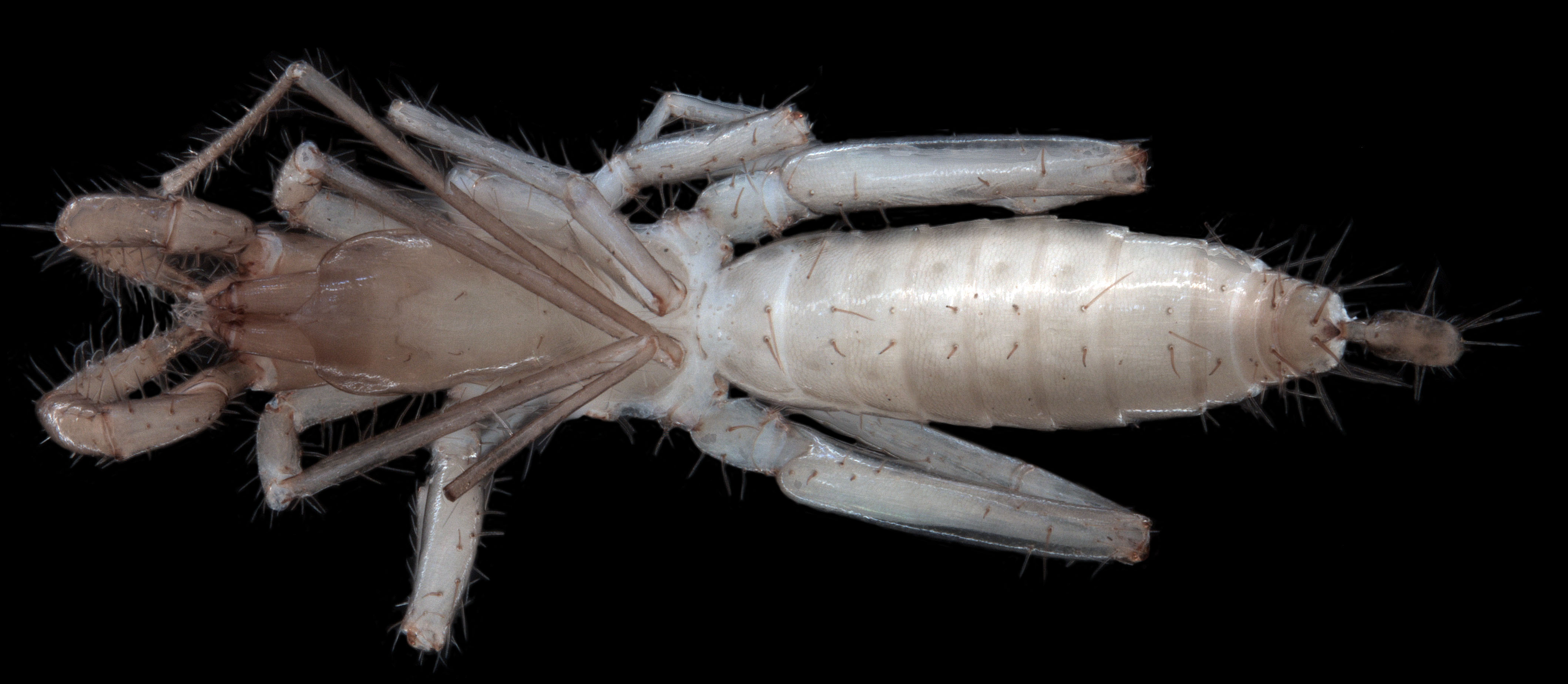Draculoides SCH020 – a troglofaunal (subterranean) schizomid or short-tailed whipscorpion, which is an ancient type of spider