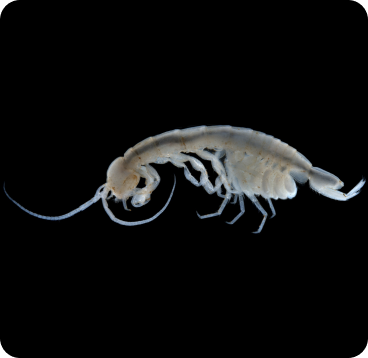 Pilbarophreatoicus sp. B01 – a stygofaunal isopod. The generic name for this species is derived from the geographical area where specimens were collected (the Pilbara region), and the Greek word phreatoic, meaning well-dweller