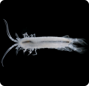 Mangkurtu kutjarra – a stygofaunal crustacean (Spelaegriphacea)