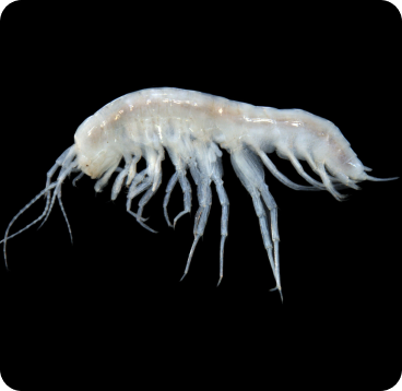 Paramelitidae (nr Kruptus) sp. B09 – a stygofaunal amphipod crustacean