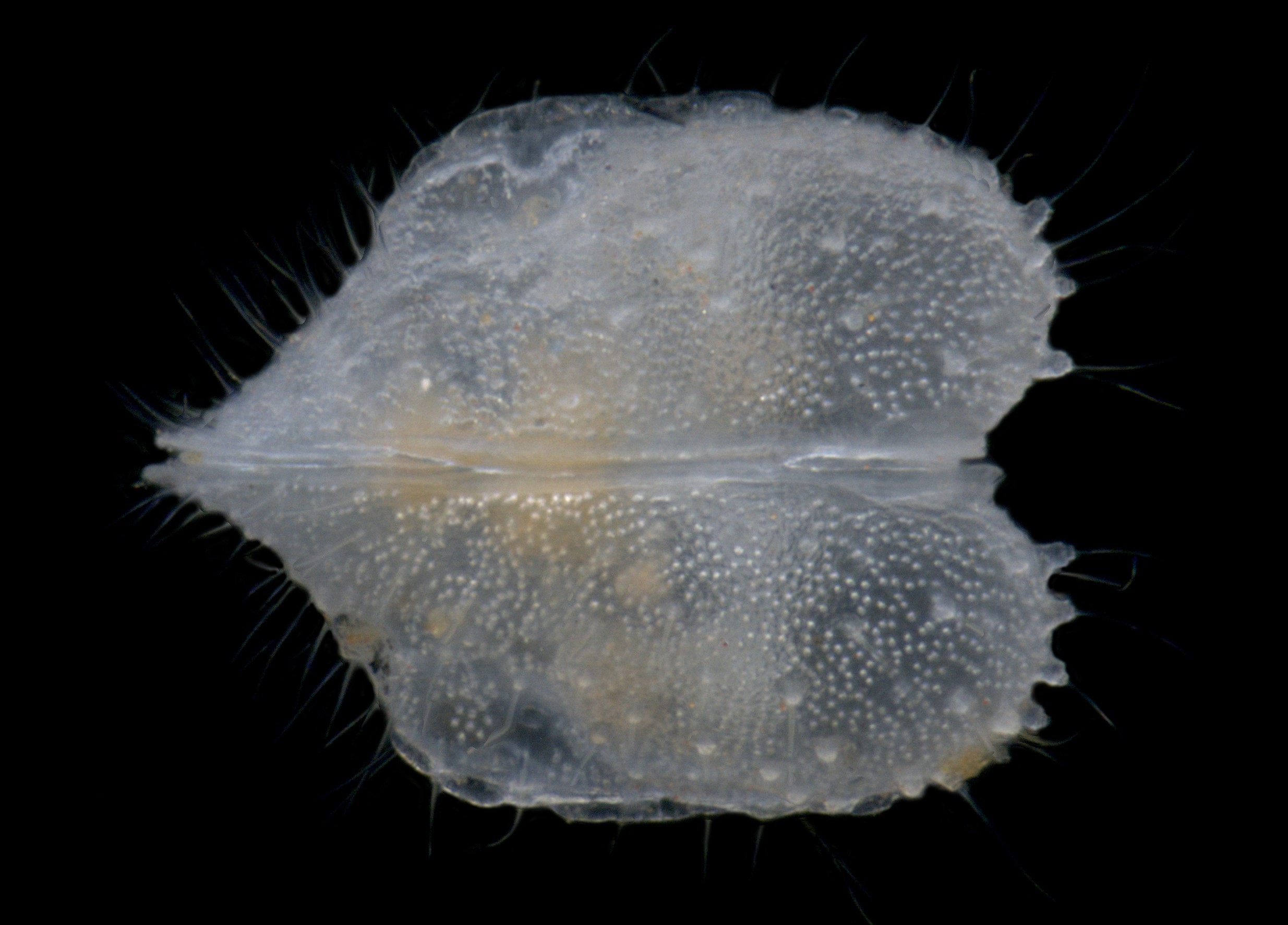 Stygofaunal Gomphodella yandi – Ostracod species from the Gomphodella genus are currently only known from Australia