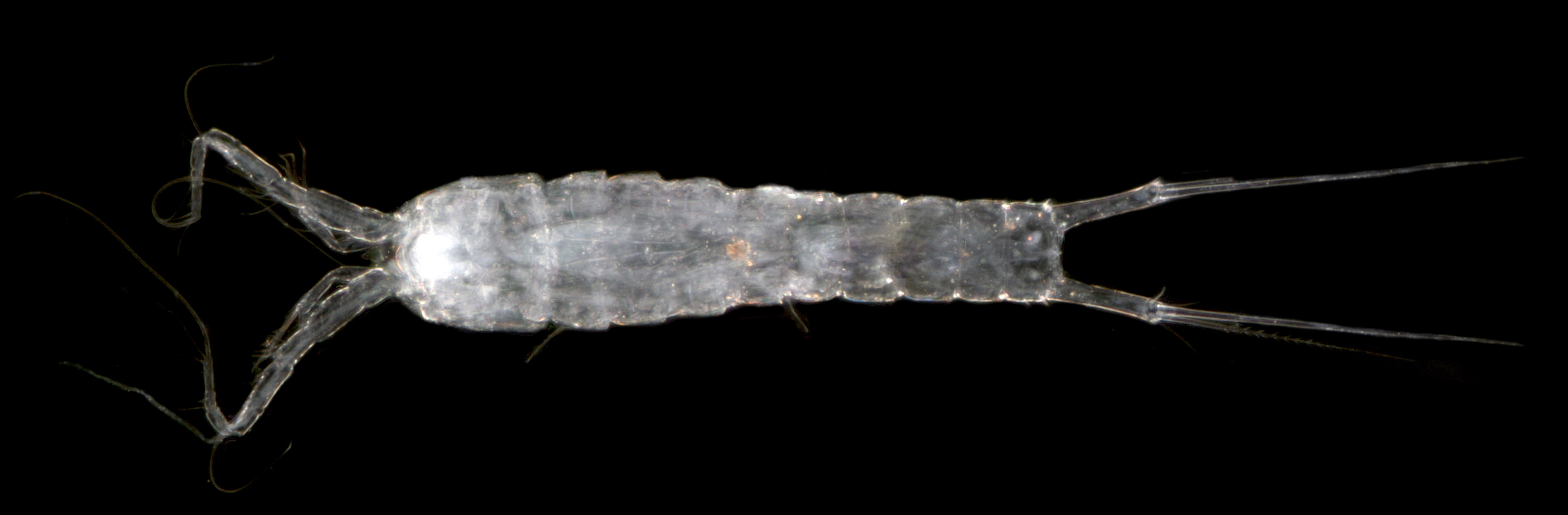 Haifameria pori (stygofaunal copepod crustacean)