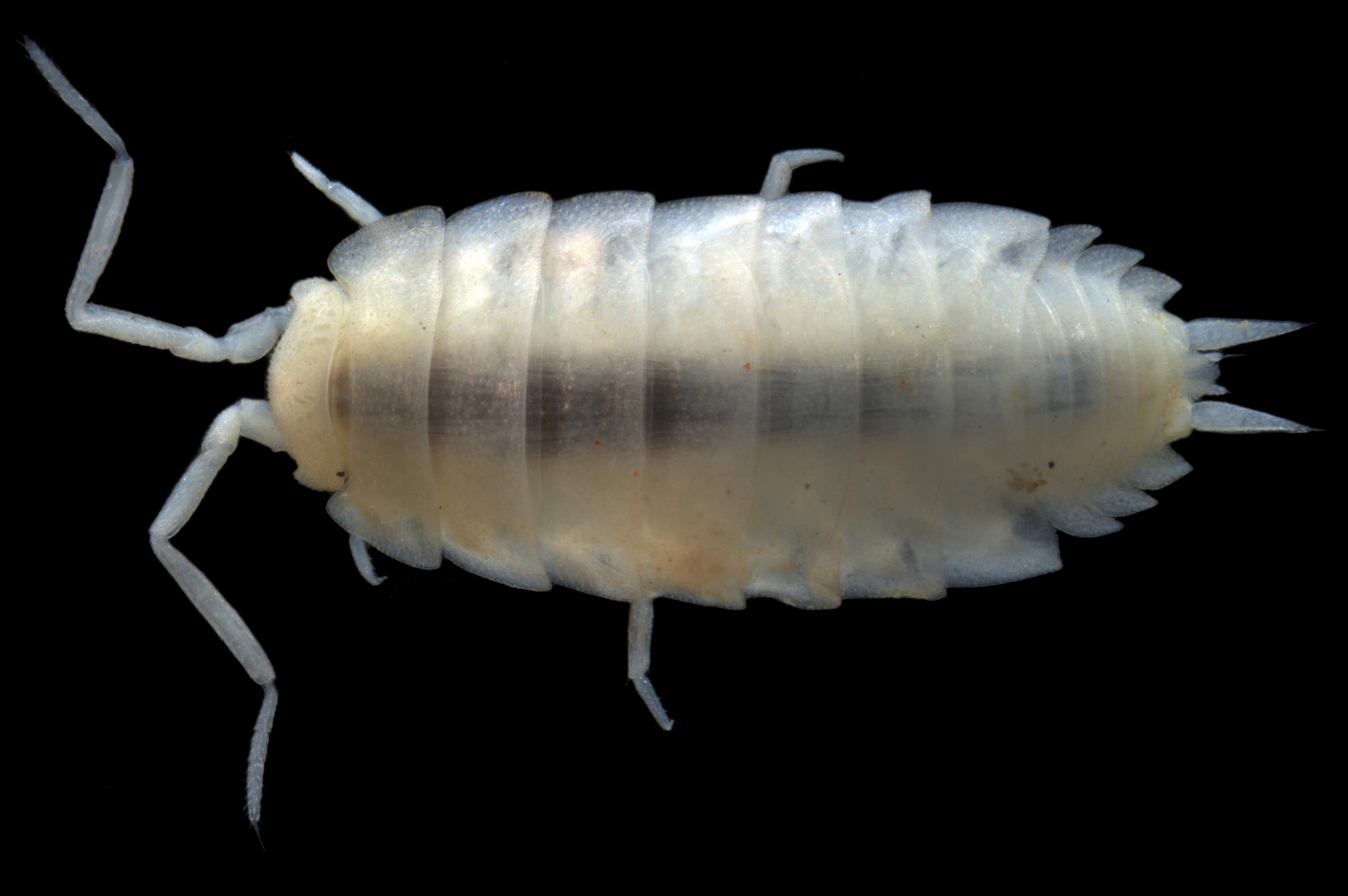 Hanoniscus ISO013 – a blind troglofaunal slater (subterranean)