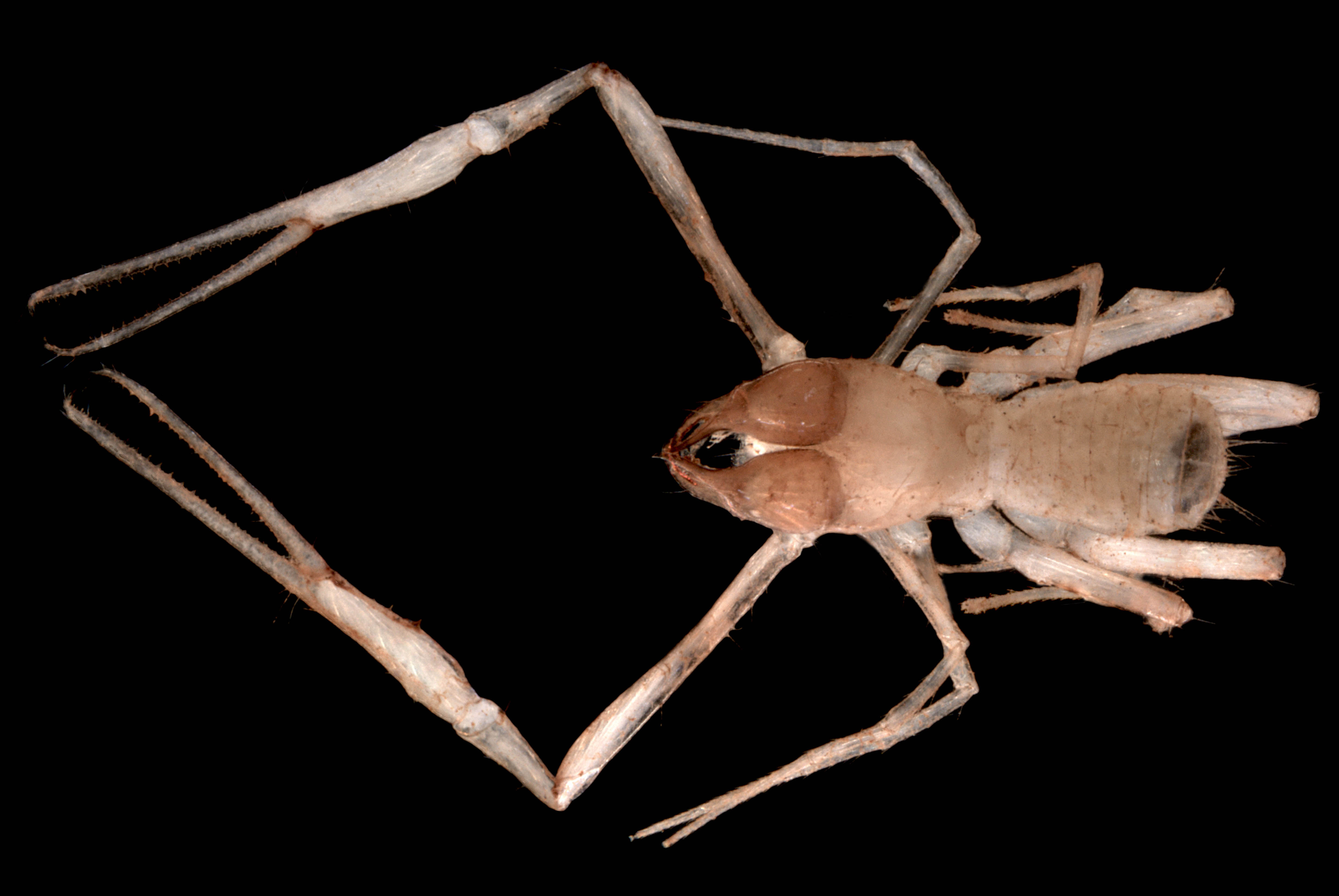 Lagynochthonius PSE040 – a troglofaunal pseudoscorpion (or false scorpion)