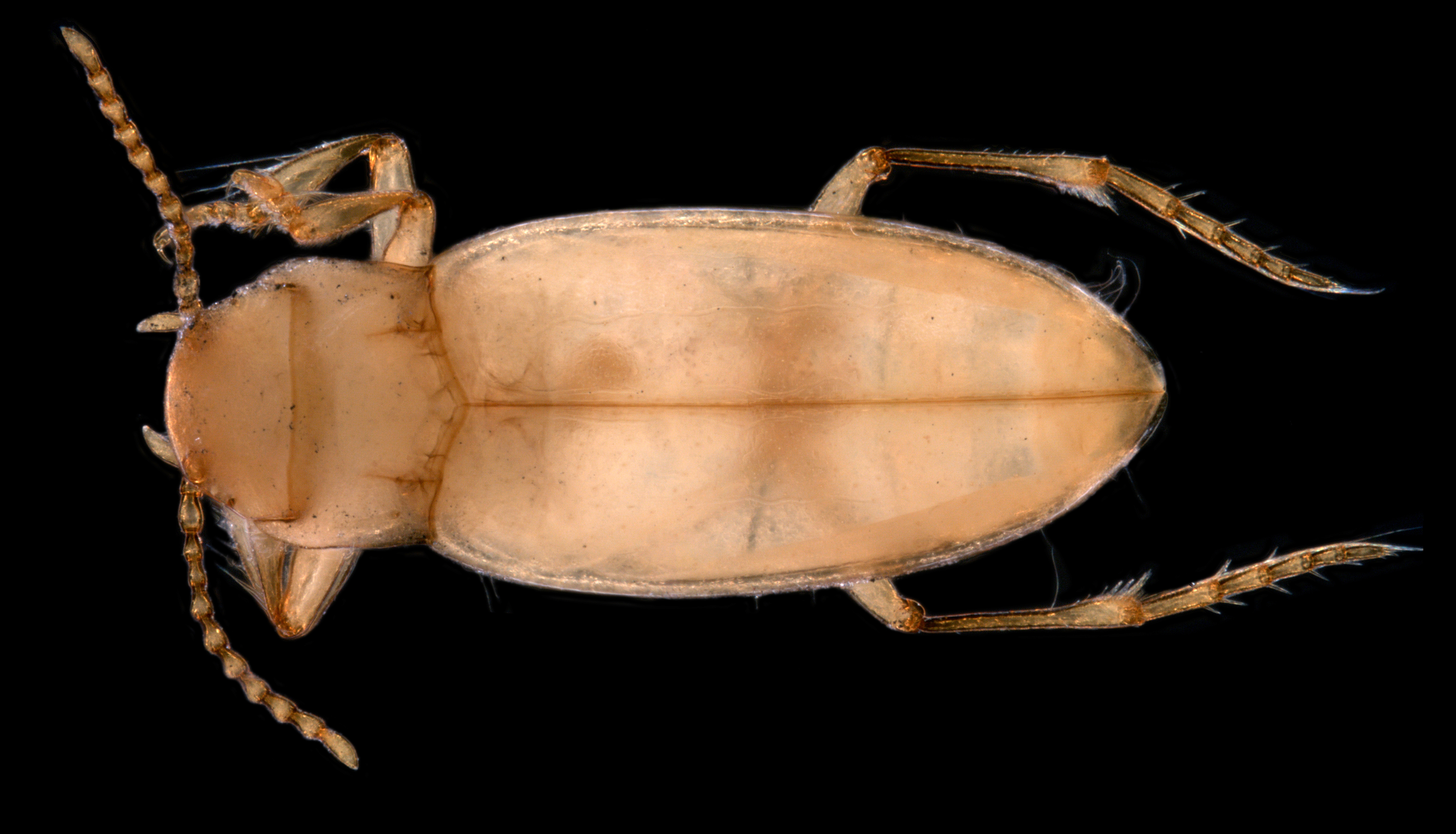 Limbodessus bennetti – the first stygofaunal beetle (family Dytiscidae) discovered in the Pilbara