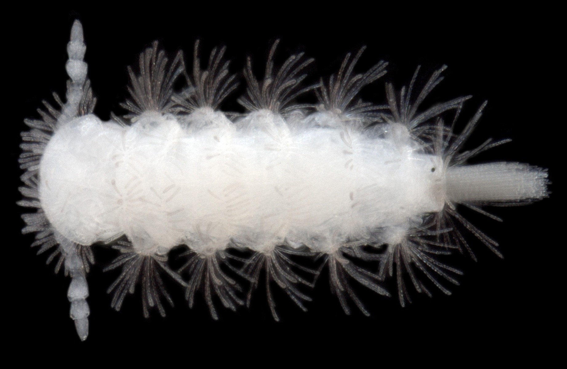 Lophoproctidae sp. B01 – a troglofaunal pincushion millipede from the family Polyxenida