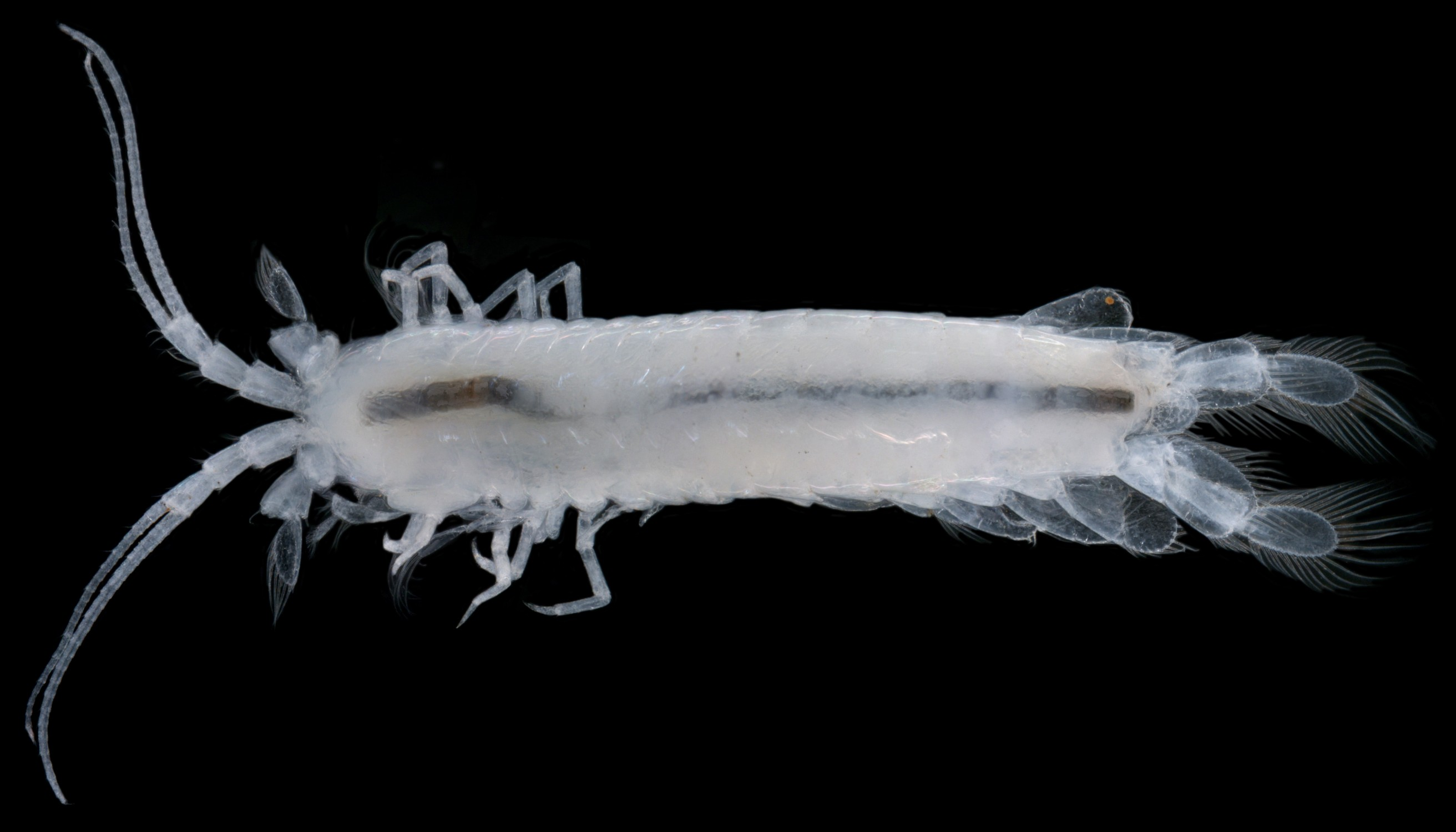 Mangkurtu kutjarra – a stygofaunal crustacean (Spelaegriphacea)