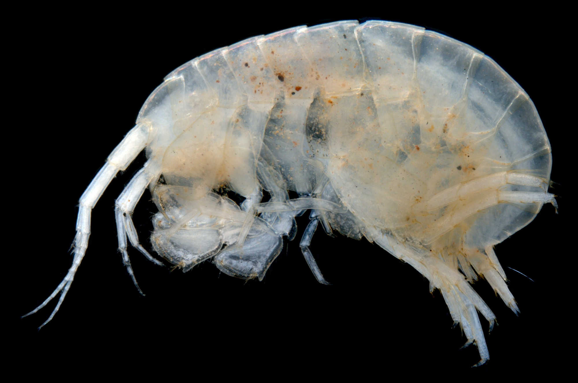 Neoniphargidae sp. B01 – a freshwater stygofaunal amphipod crustacean from subterranean waters of the Pilbara
