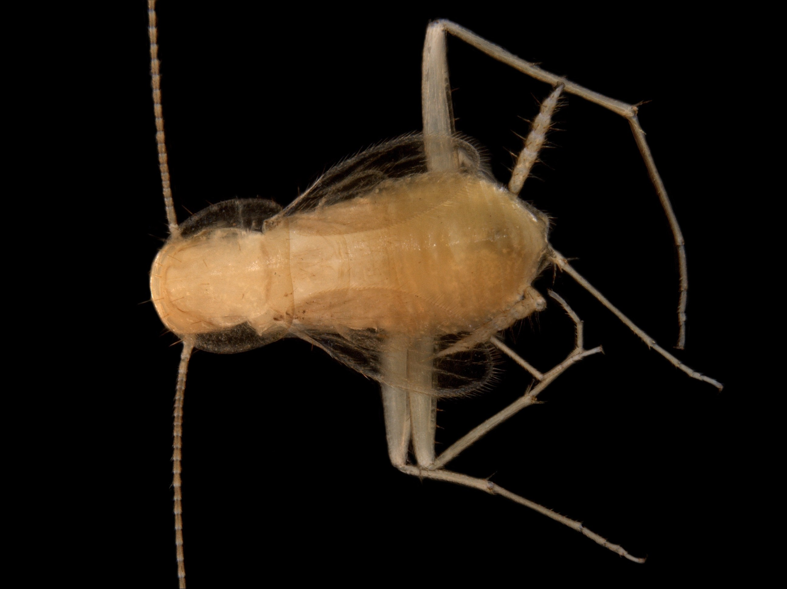 Nocticola sp. – a troglofaunal cockroach