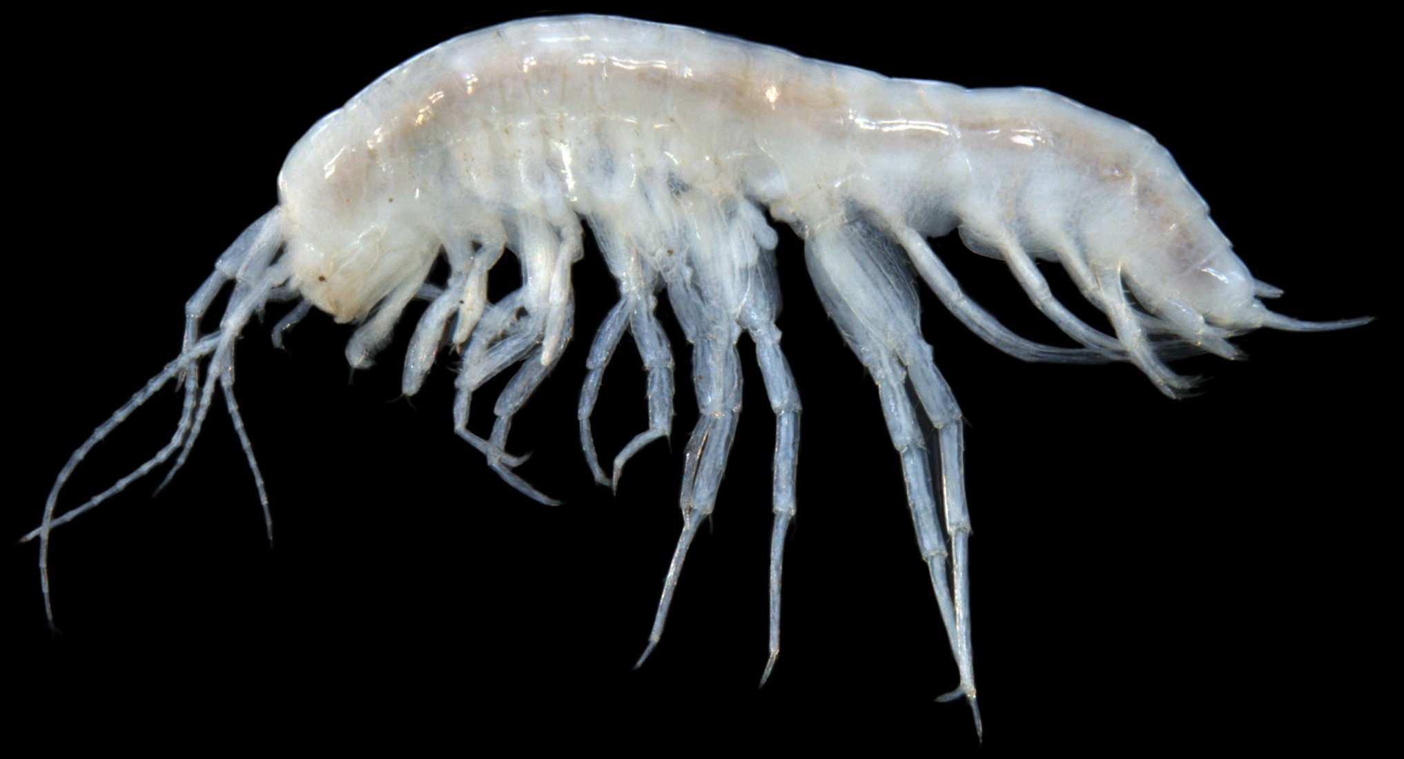 Paramelitidae (nr Kruptus) sp. B09 – a stygofaunal amphipod crustacean