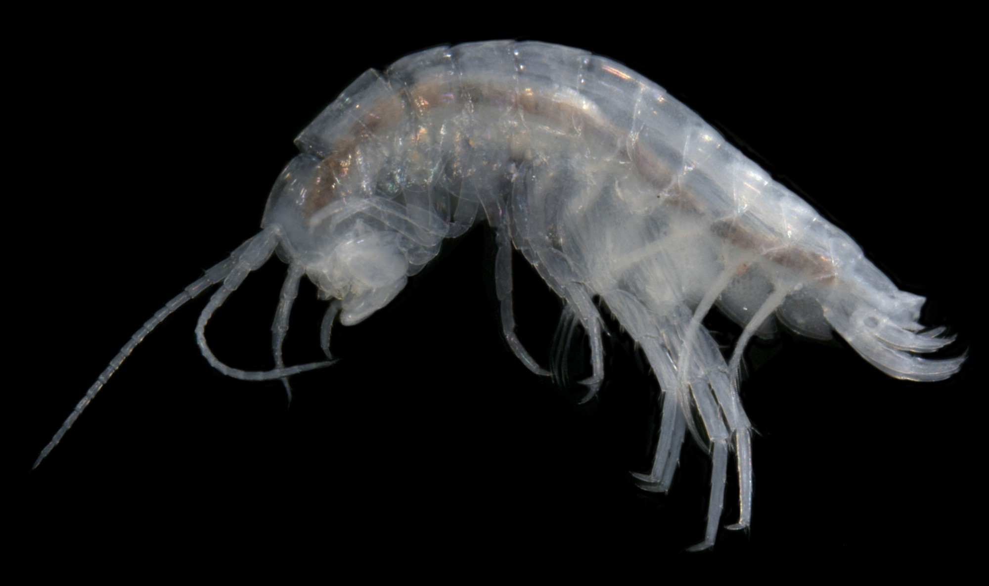 Yilgarniella sp. B01 – a stygofaunal amphipod