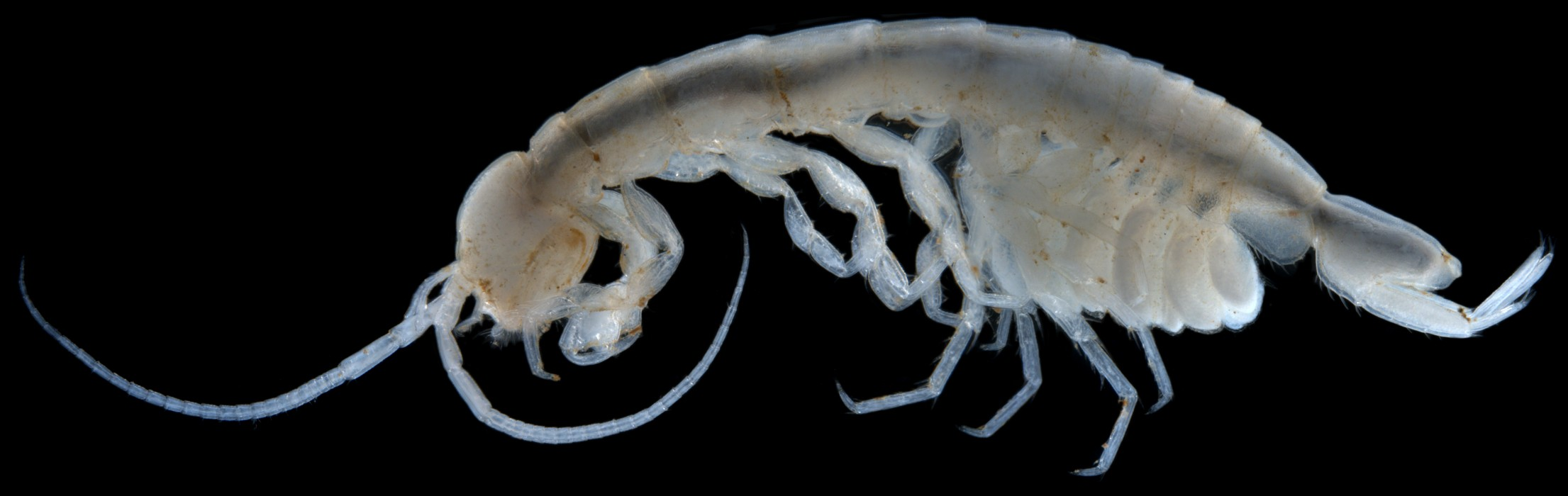 Pilbarophreatoicus sp. B01 – a stygofaunal isopod. The generic name is derived from the Pilbara region and the Greek word phreatoic, meaning well-dweller