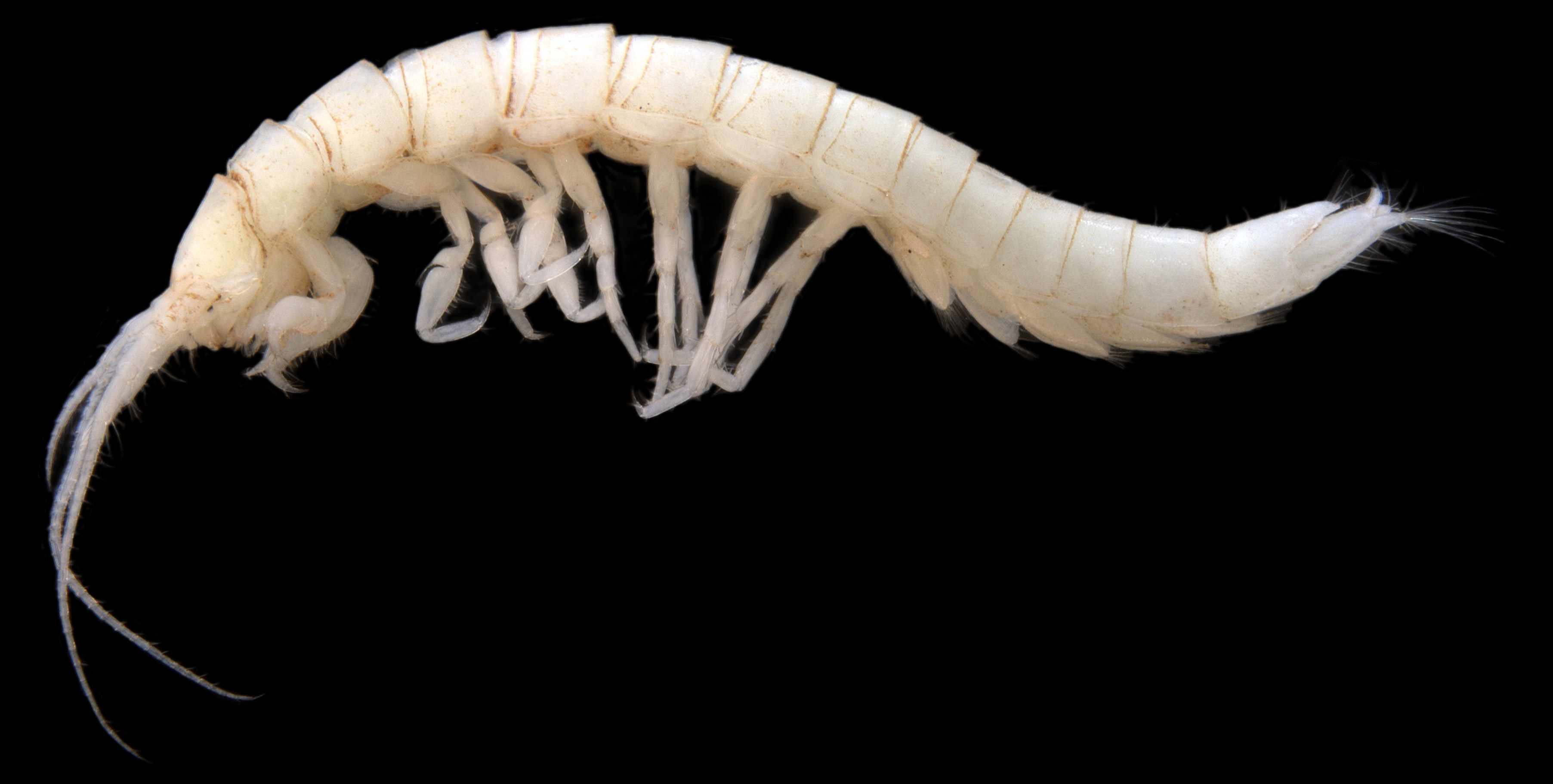 Pygolabis sp. – a large underground aquatic (stygofauna) isopod endemic to WA that lacks closely related surface ancestors