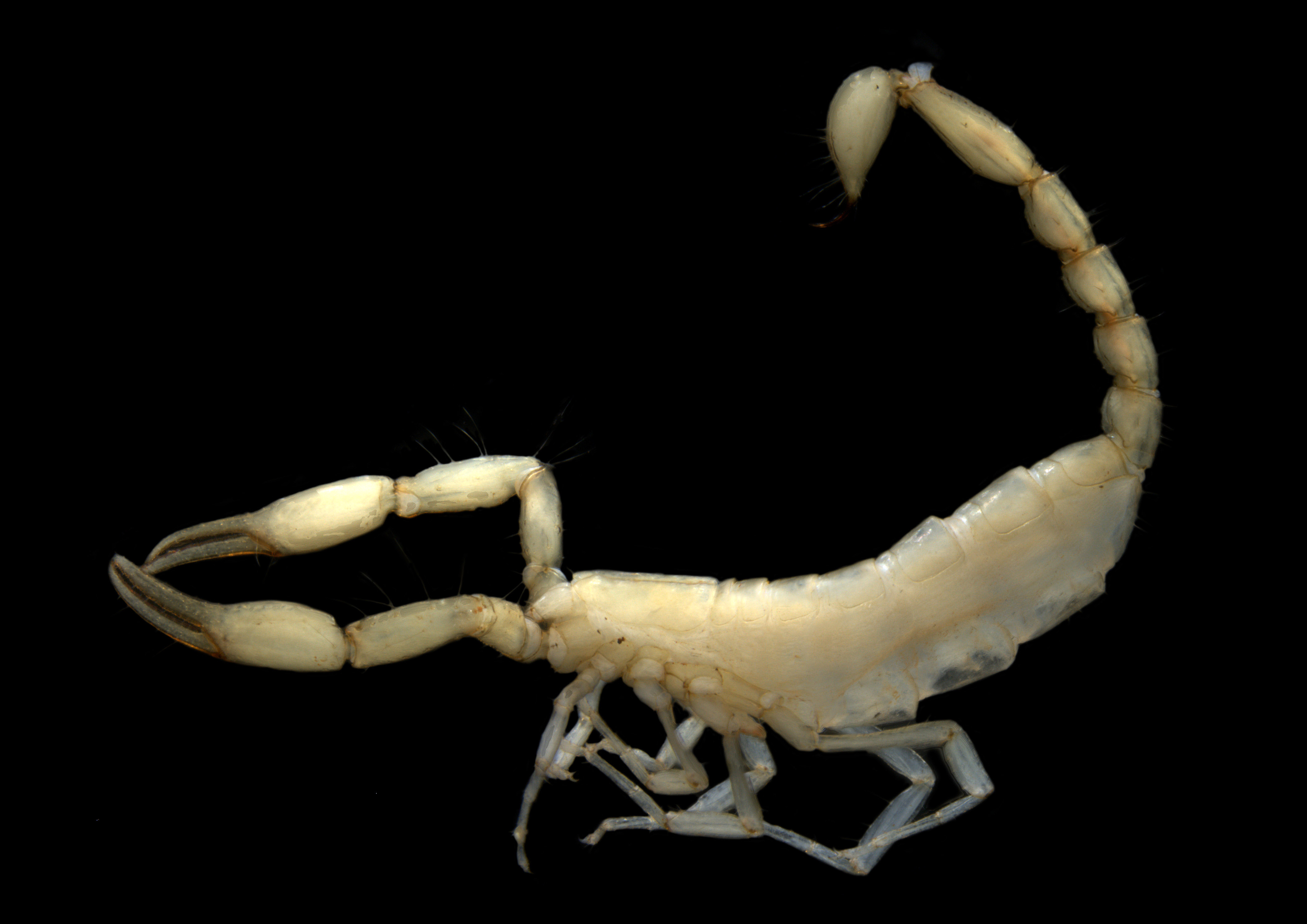 Scorpiones sp. B01 – the first species of subterranean, troglofaunal scorpion for mainland Australia