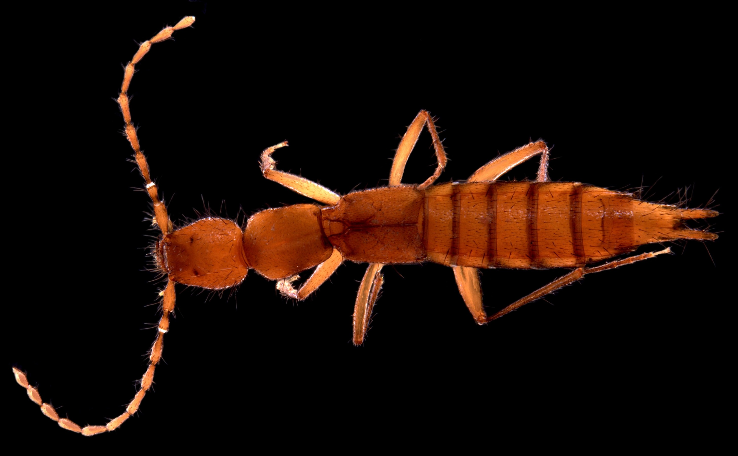 Staphylinidae sp. B03 – a troglofaunal beetle