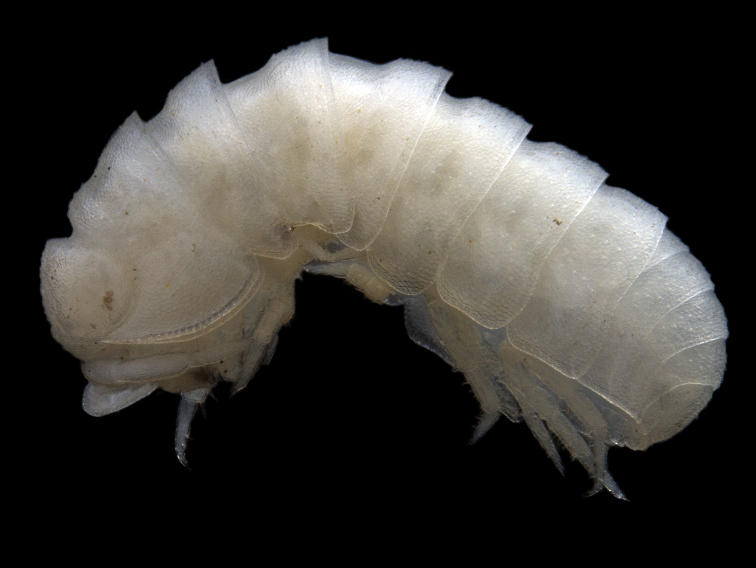 Troglarmadillo sp. B03 – a troglofaunal slater with only pigment remaining where eyes once were