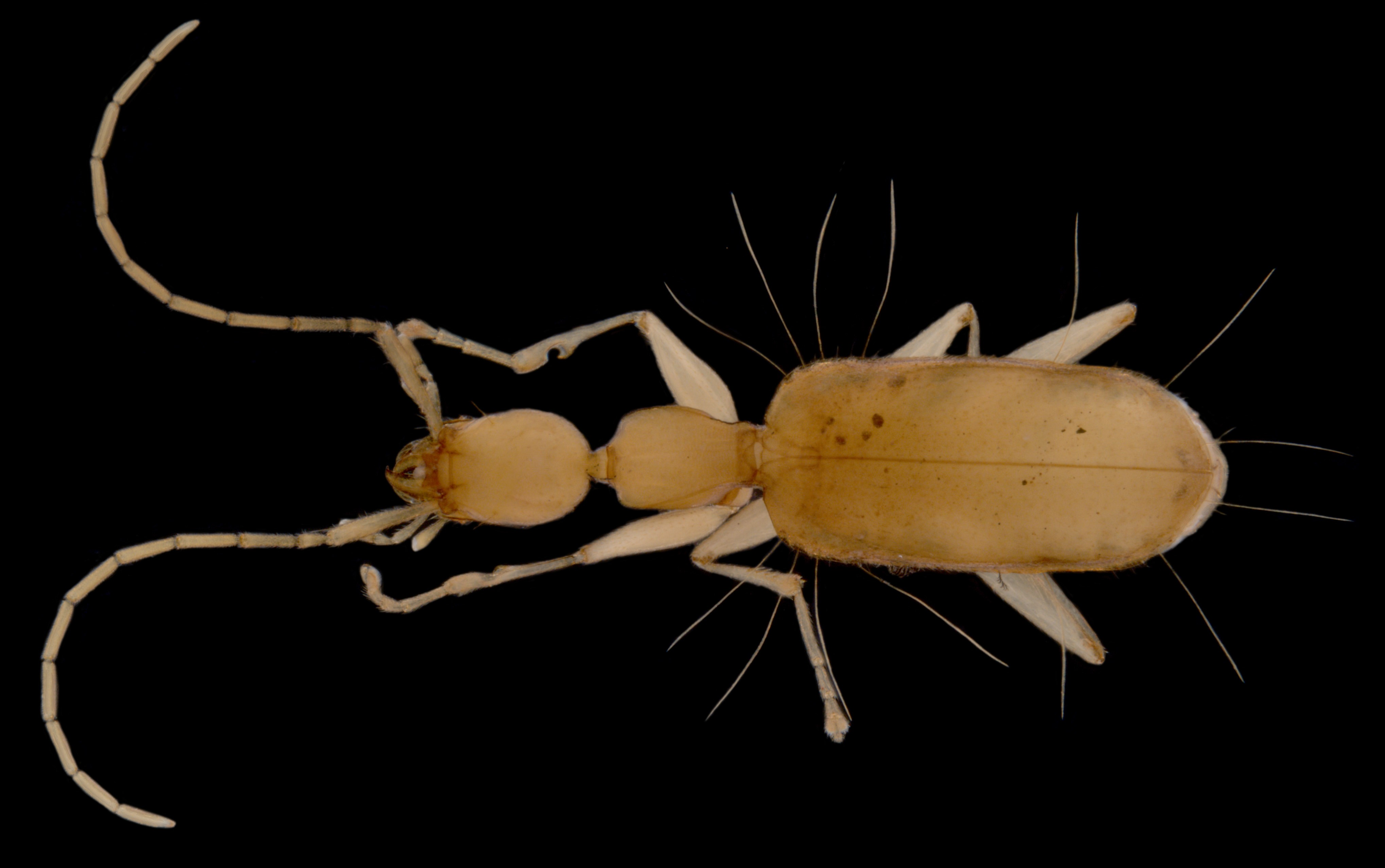 Zuphiinae sp. – a troglofaunal beetle