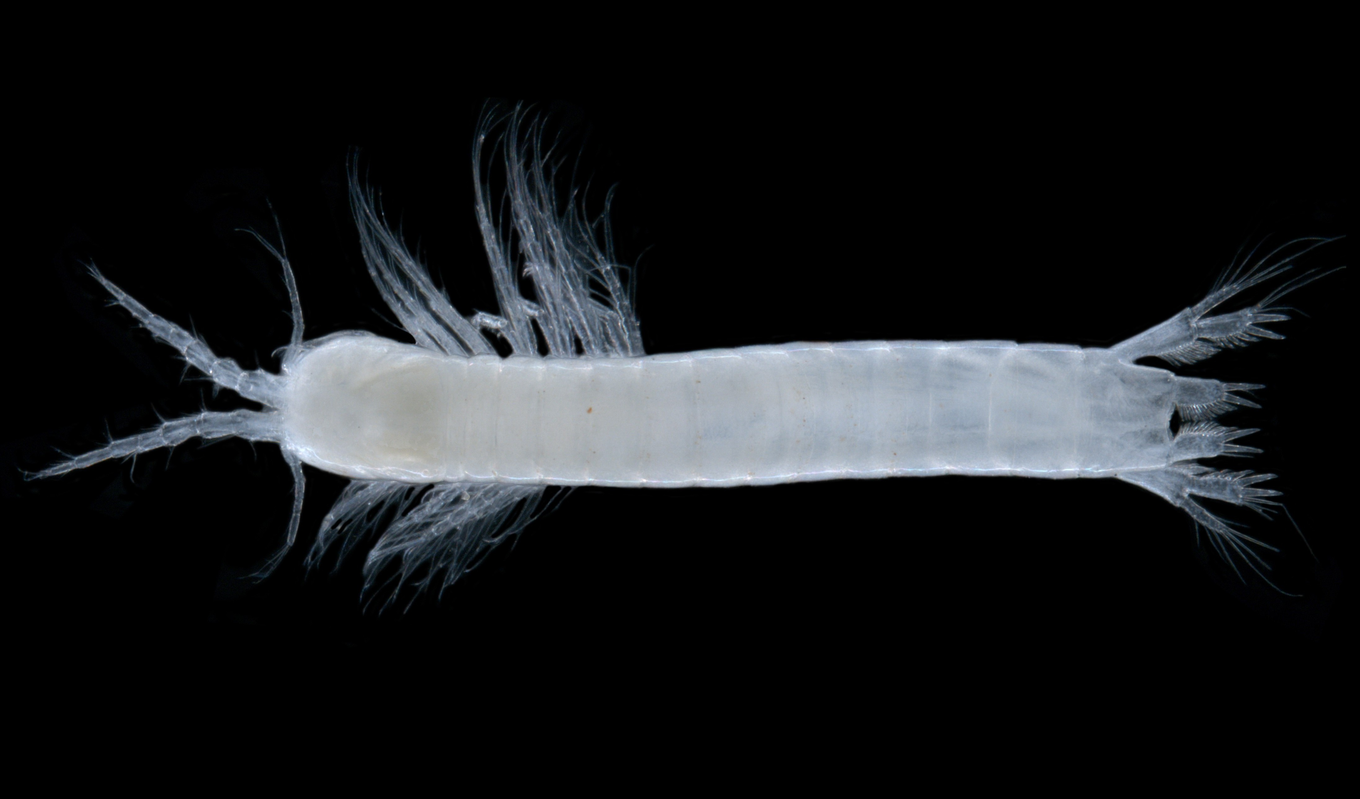nr Billibathynella sp. B01 (stygofaunal Syncarid crustacean)