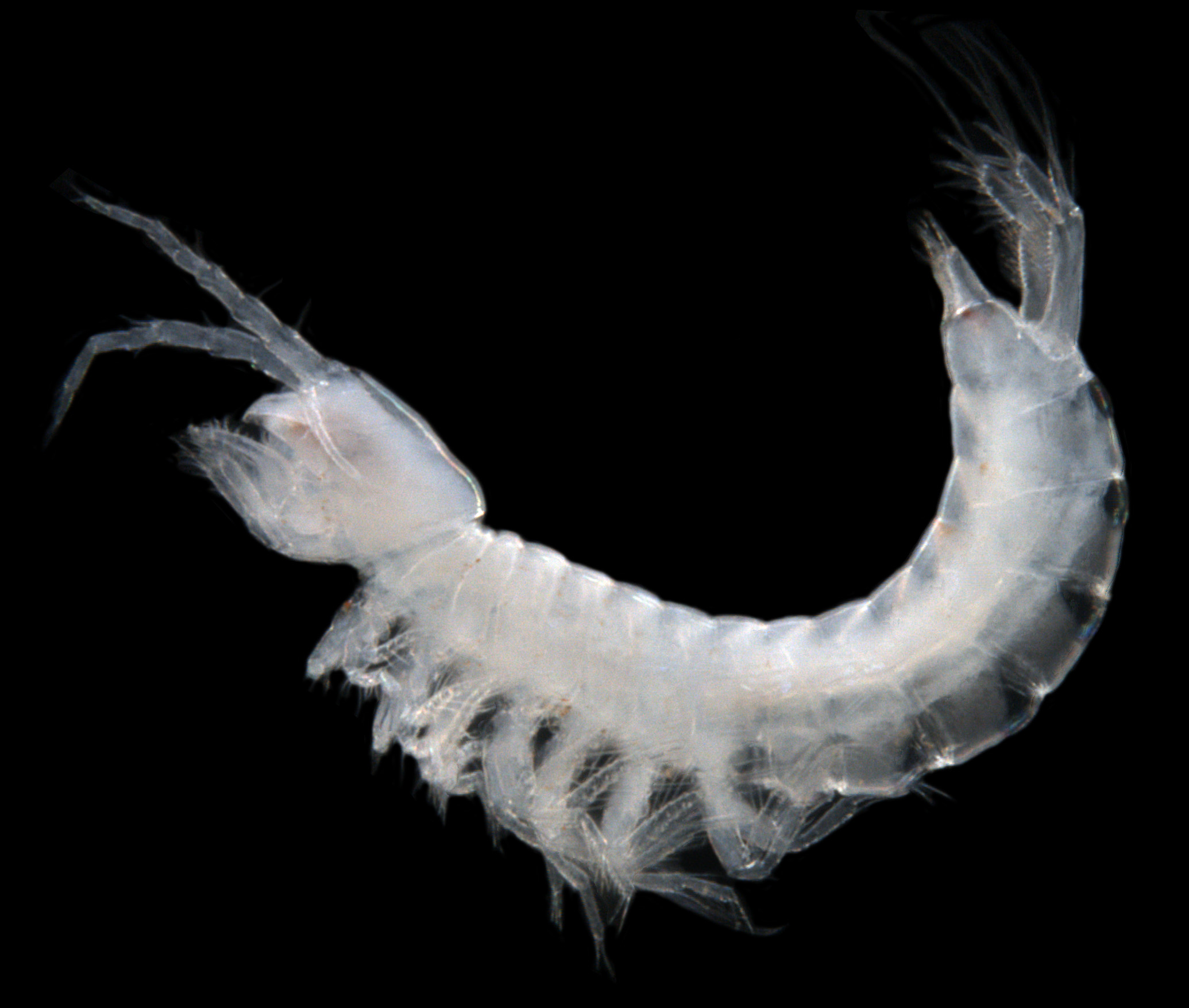 nr Billibathynella sp. B01 – another stygofaunal syncarid crustacean