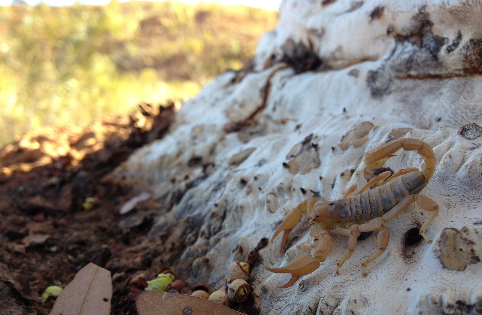 Science-led environmental consulting for complex ecological decisions